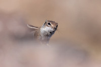 Barbary Ground Squirrel, Jandia, Fuertventura, August 2025