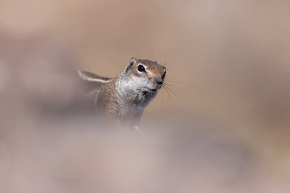 Barbary Ground Squirrel, Jandia, Fuertventura, August 2025