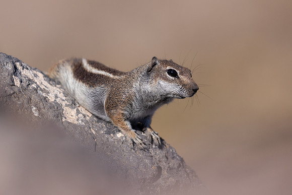 Barbary Ground Squirrel, Jandia, Fuertventura, August 2025