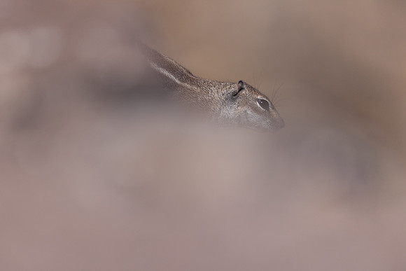 Barbary Ground Squirrel, Jandia, Fuertventura, August 2025