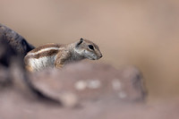 Barbary Ground Squirrel, Jandia, Fuertventura, August 2025