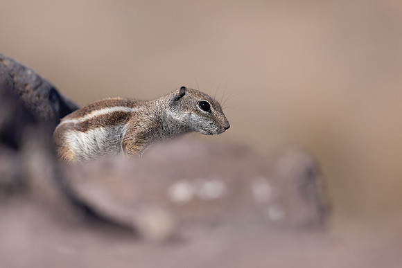 Barbary Ground Squirrel, Jandia, Fuertventura, August 2025