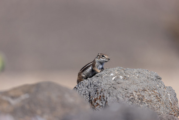 Barbary Ground Squirrel, Jandia, Fuertventura, August 2025