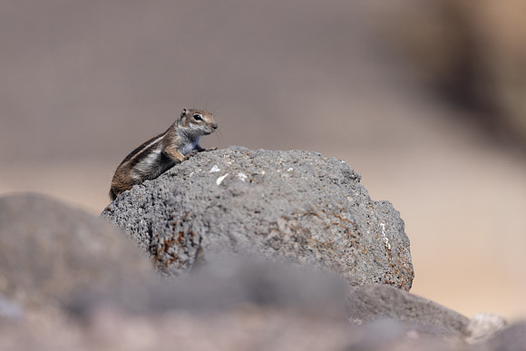 Barbary Ground Squirrel, Jandia, Fuertventura, August 2025