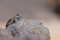 Barbary Ground Squirrel, Jandia, Fuertventura, August 2025