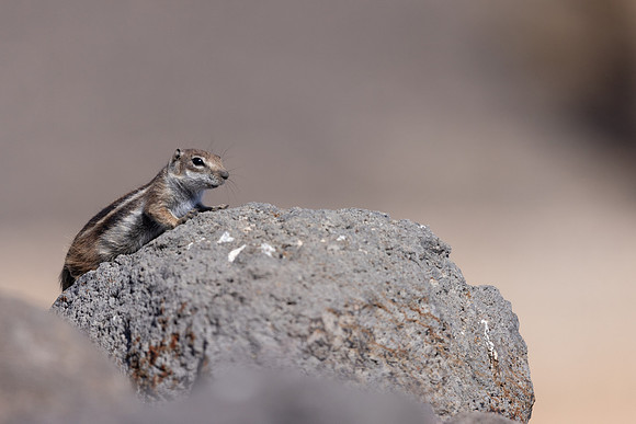 Barbary Ground Squirrel, Jandia, Fuertventura, August 2025