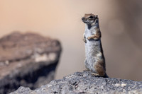Barbary Ground Squirrel, Jandia, Fuertventura, August 2025