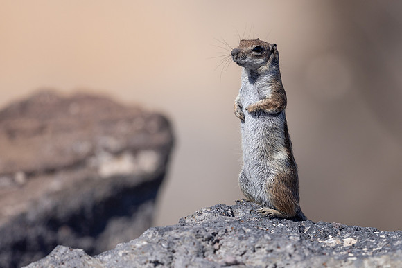 Barbary Ground Squirrel, Jandia, Fuertventura, August 2025