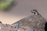 Barbary Ground Squirrel, Jandia, Fuertventura, August 2025