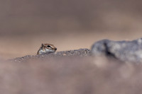 Barbary Ground Squirrel, Jandia, Fuertventura, August 2025