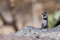Barbary Ground Squirrel, Jandia, Fuertventura, August 2025