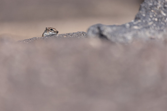 Barbary Ground Squirrel, Jandia, Fuertventura, August 2025