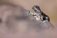 Barbary Ground Squirrel, Jandia, Fuertventura, August 2025