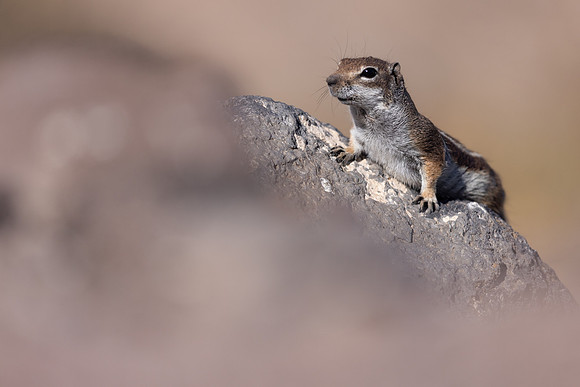 Barbary Ground Squirrel, Jandia, Fuertventura, August 2025