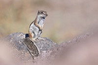 Barbary Ground Squirrel, Jandia, Fuertventura, August 2025