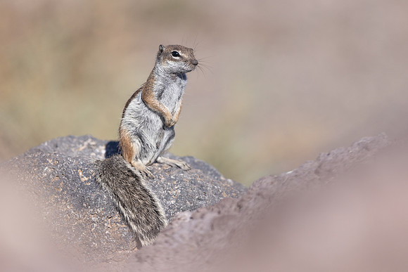 Barbary Ground Squirrel, Jandia, Fuertventura, August 2025