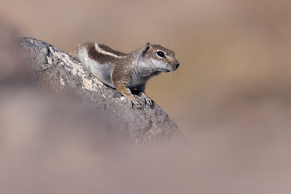 Barbary Ground Squirrel, Jandia, Fuertventura, August 2025
