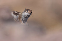Barbary Ground Squirrel, Jandia, Fuertventura, August 2025