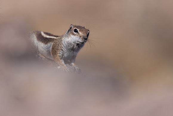 Barbary Ground Squirrel, Jandia, Fuertventura, August 2025