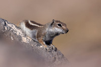 Barbary Ground Squirrel, Jandia, Fuertventura, August 2025