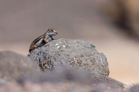 Barbary Ground Squirrel, Jandia, Fuertventura, August 2025