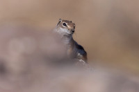 Barbary Ground Squirrel, Jandia, Fuertventura, August 2025