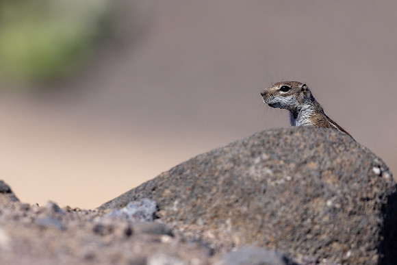 Barbary Ground Squirrel, Jandia, Fuertventura, August 2025