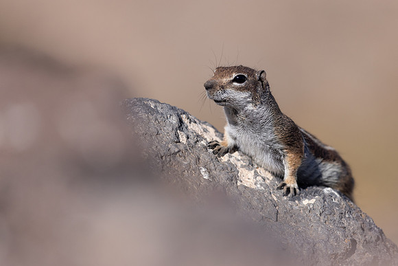 Barbary Ground Squirrel, Jandia, Fuertventura, August 2025