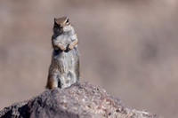 Barbary Ground Squirrel, Jandia, Fuertventura, August 2025