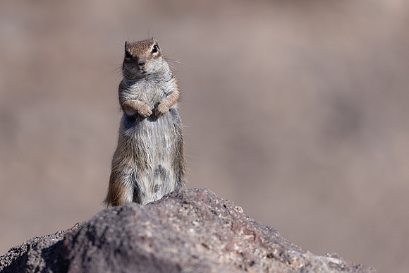 Barbary Ground Squirrel, Jandia, Fuertventura, August 2025