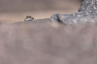 Barbary Ground Squirrel, Jandia, Fuertventura, August 2025