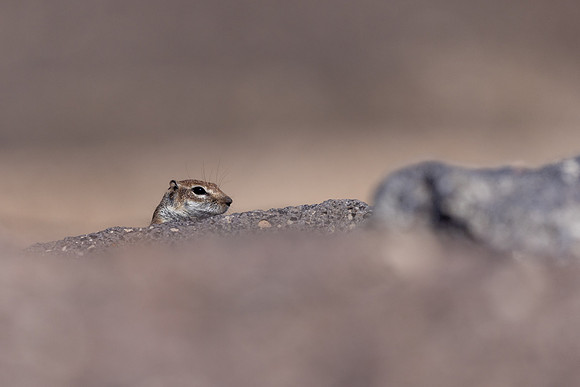 Barbary Ground Squirrel, Jandia, Fuertventura, August 2025