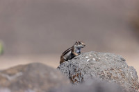 Barbary Ground Squirrel, Jandia, Fuertventura, August 2025