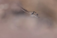 Barbary Ground Squirrel, Jandia, Fuertventura, August 2025
