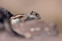 Barbary Ground Squirrel, Jandia, Fuertventura, August 2025