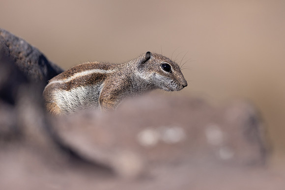 Barbary Ground Squirrel, Jandia, Fuertventura, August 2025