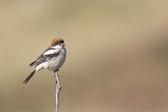 Woodchat Shrike, Anarita, Cyprus, April 2024