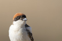 Woodchat Shrike