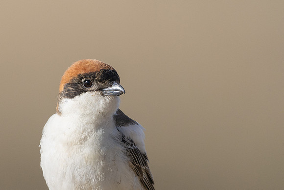 Woodchat Shrike, Anarita, Cyprus, April 2024