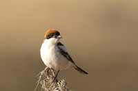 Woodchat Shrike, Anarita, Cyprus, April 2024