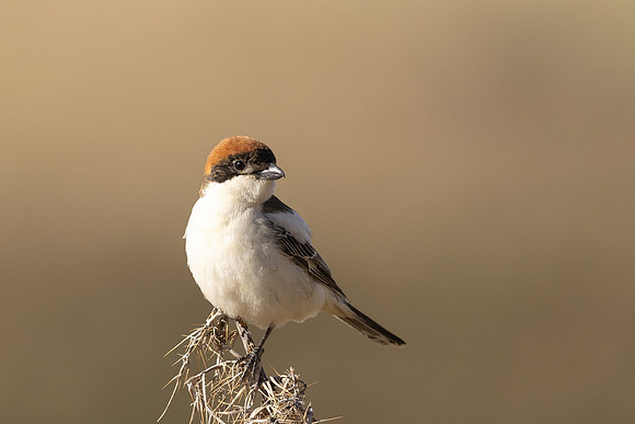 Woodchat Shrike, Anarita, Cyprus, April 2024