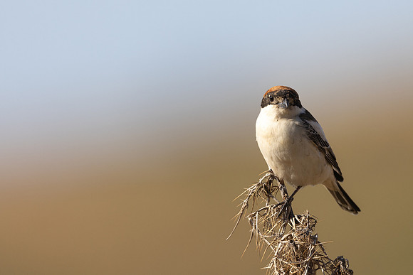 Woodchat Shrike, Anarita, Cyprus, April 2024