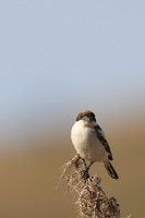Woodchat Shrike, Anarita, Cyprus, April 2024