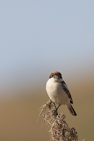 Woodchat Shrike, Anarita, Cyprus, April 2024