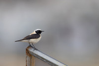 Black-eared Wheatear
