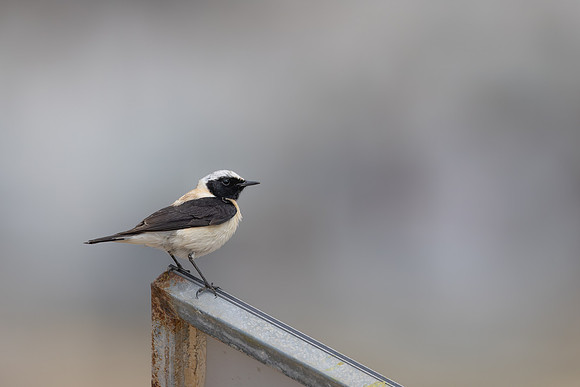 Eastern Black-eared Wheatear, Paphos, Cyprus, April 2025