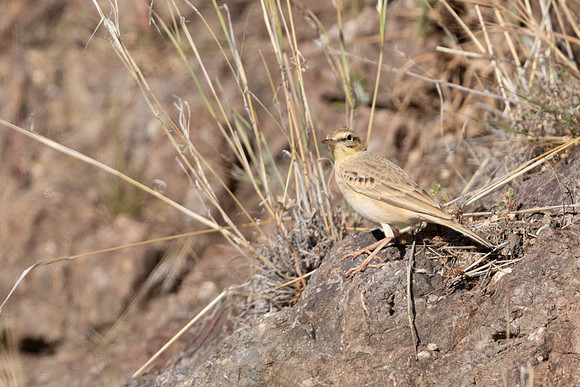 Tawny Pipit, Anarita, Cyprus, April 2025
