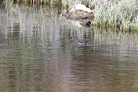 Lesser Moorhen, Agia Varavra, Cyprus, April 2025