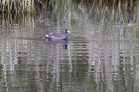 Lesser Moorhen, Agia Varavra, Cyprus, April 2025