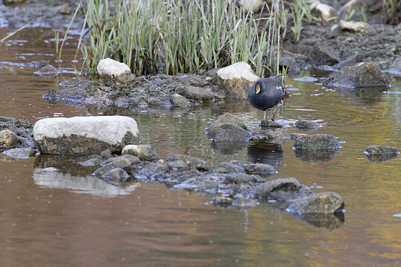 Lesser Moorhen, Agia Varavra, Cyprus, April 2025